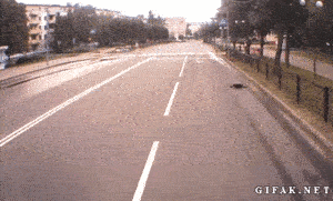 喵星人的反射弧真是绝了