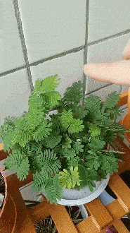 害羞草:我是第一千百三十二个继承者,我感觉我见不到明天的太阳