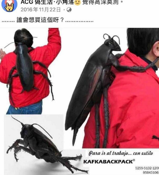 姑娘叫大蠊，俊俏好容颜~