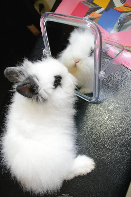 魔镜魔镜谁是这世上最美的兔子？